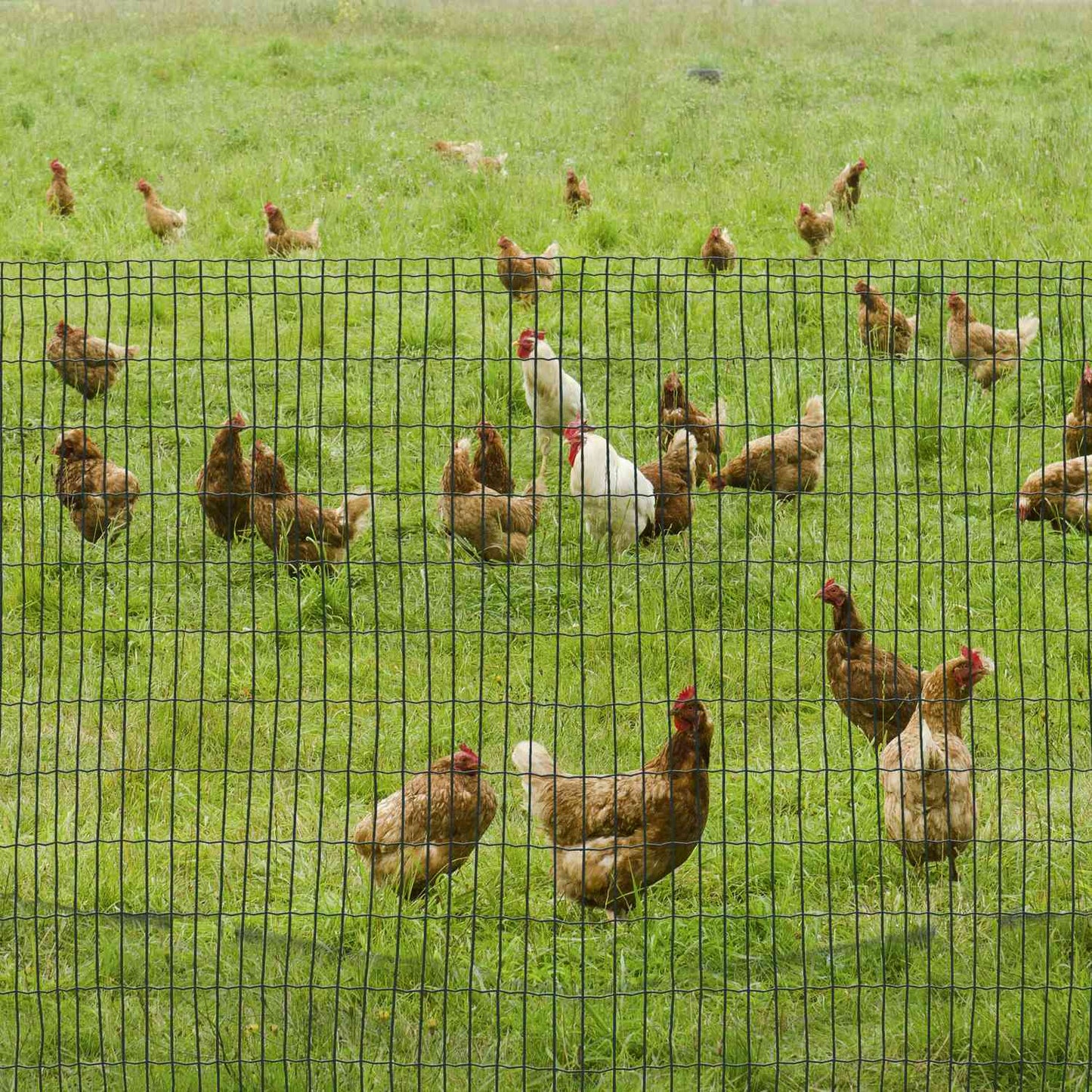 Dark Green Garden Fencing Roll 10 x 1.22 M - Pet and Poultry Fence