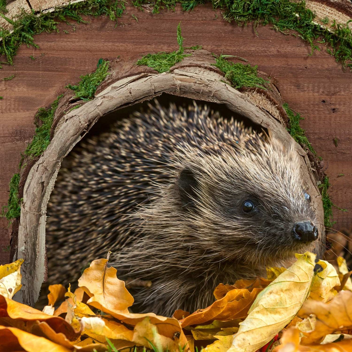 Wooden hedgehog house