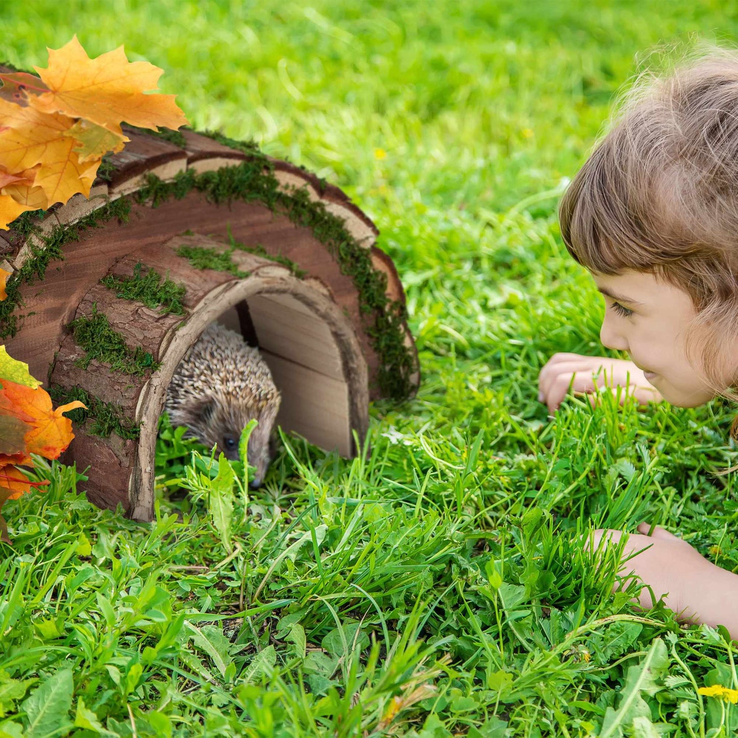 Wooden hedgehog house