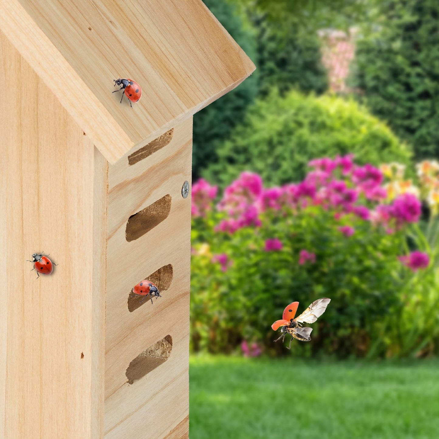 Wooden ladybug house