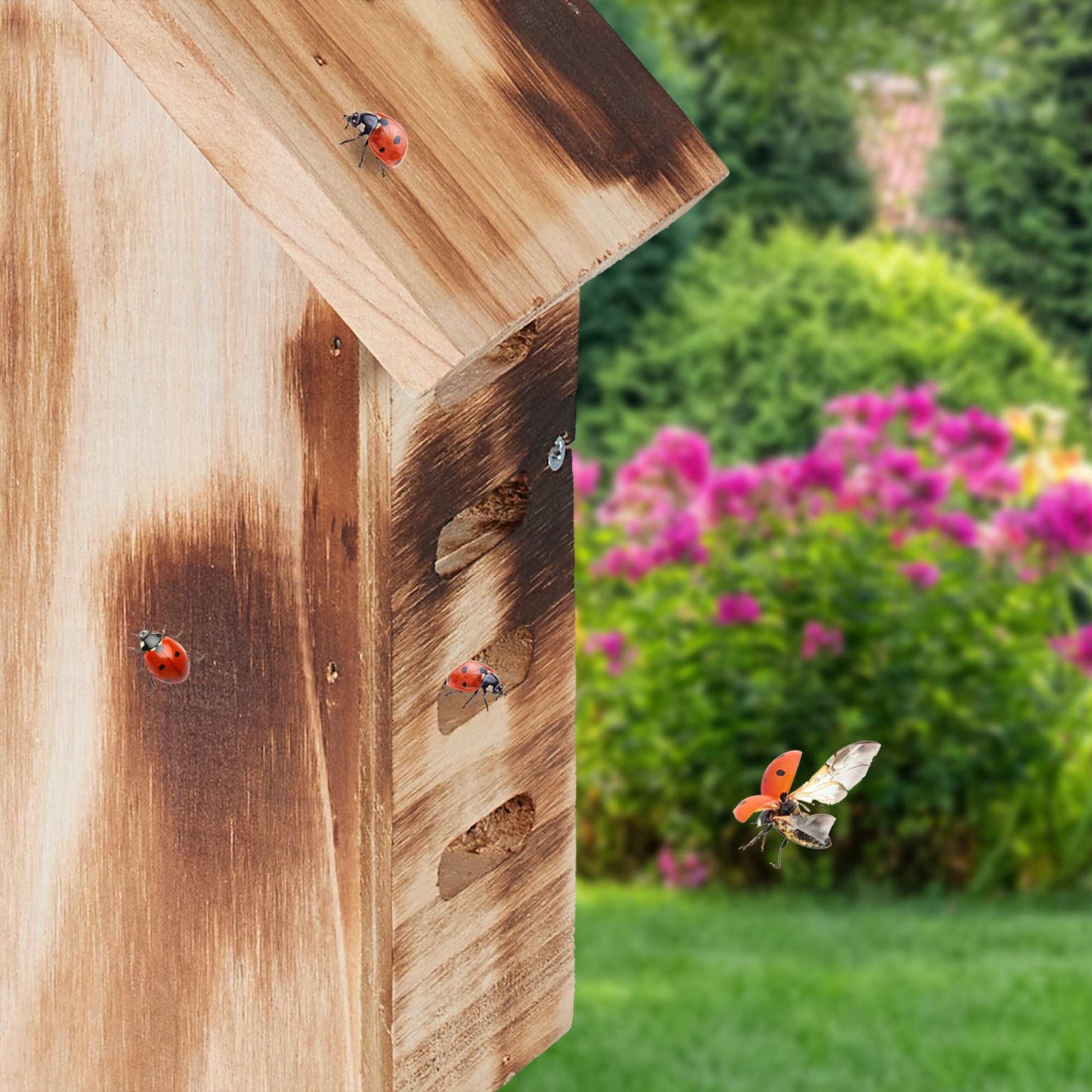 Wooden ladybug house