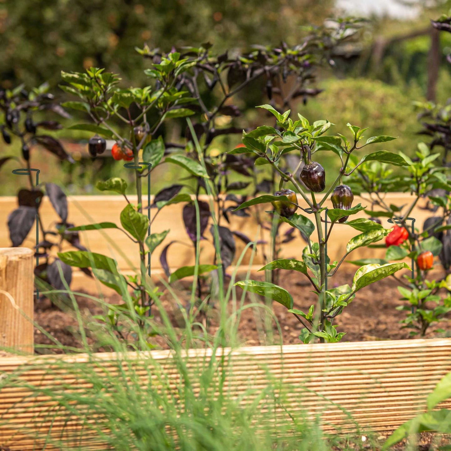 set of 6 plant sticks in metal
